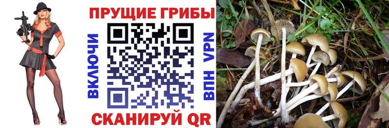 Псилоцибиновые грибы ЛСД  Купить закладки  Брюховецкая 